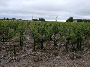 Wet vines at Palmer