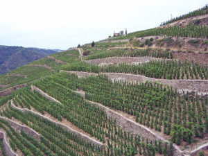 Steep vineyards Hermitage