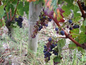 Uneven maturity in grape bunches (young Merlot) 